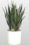 Sansevieria_lg