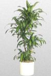 dracaena_massangeana