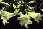 easter_lily