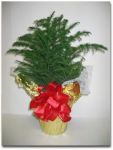 holiday_plant_11