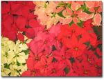 poinsettia_color