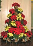 poinsettia_tree_2