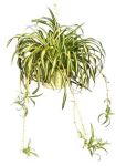 spiderplant